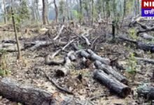 Kondagaon Forest Mafia: रातों-रात साफ हो रहे कीमती जंगल, Badedongar में लकड़ी तस्करों का आतंक!