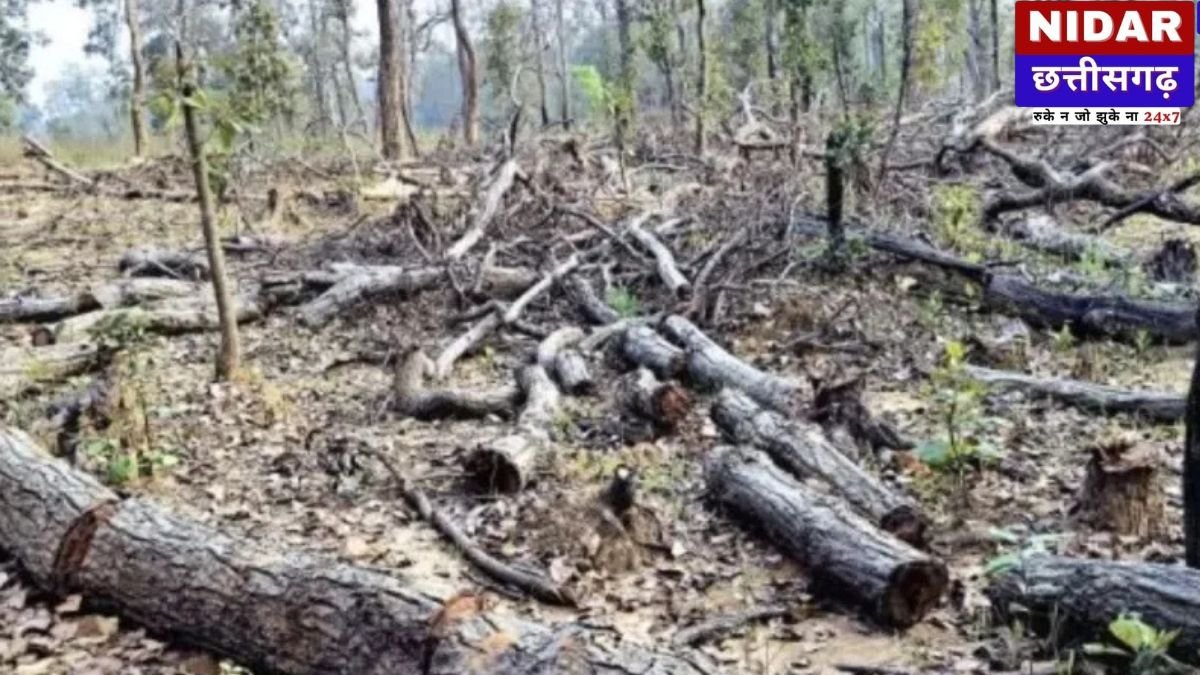 Kondagaon Forest Mafia: रातों-रात साफ हो रहे कीमती जंगल, Badedongar में लकड़ी तस्करों का आतंक!