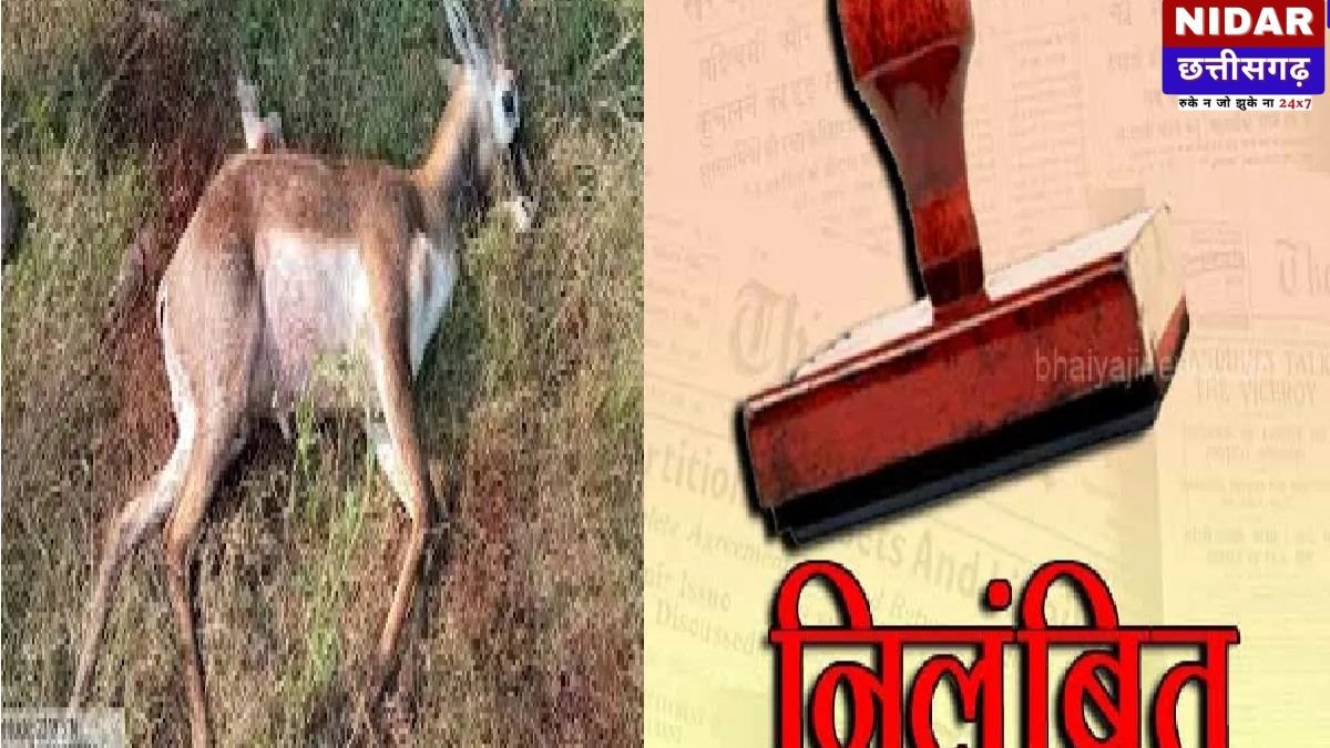 Ambikapur Deer Death Case: 15 हिरणों की मौत के बाद Action मोड में सरकार, प्रभारी समेत 4 सस्पेंड!