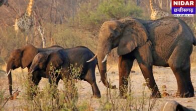 रायगढ़ में हाथियों का जबरदस्त आतंक: 101 हाथियों के दल ने किसानों की फसलें रौंदी, दहशत में ग्रामीण