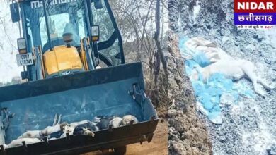 भिलाई के सुअर फार्म में अफ्रीकन स्वाइन फीवर का तांडव: 450 से अधिक सूअरों की मौत, इलाके में हड़कंप