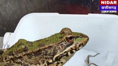 Dead frog in juice ice: Korba की जूस दुकान पर मचा हड़कंप, बर्फ के अंदर से निकला 'मरा हुआ मेंढक', क्या आप भी बाहर का जूस पीते हैं?