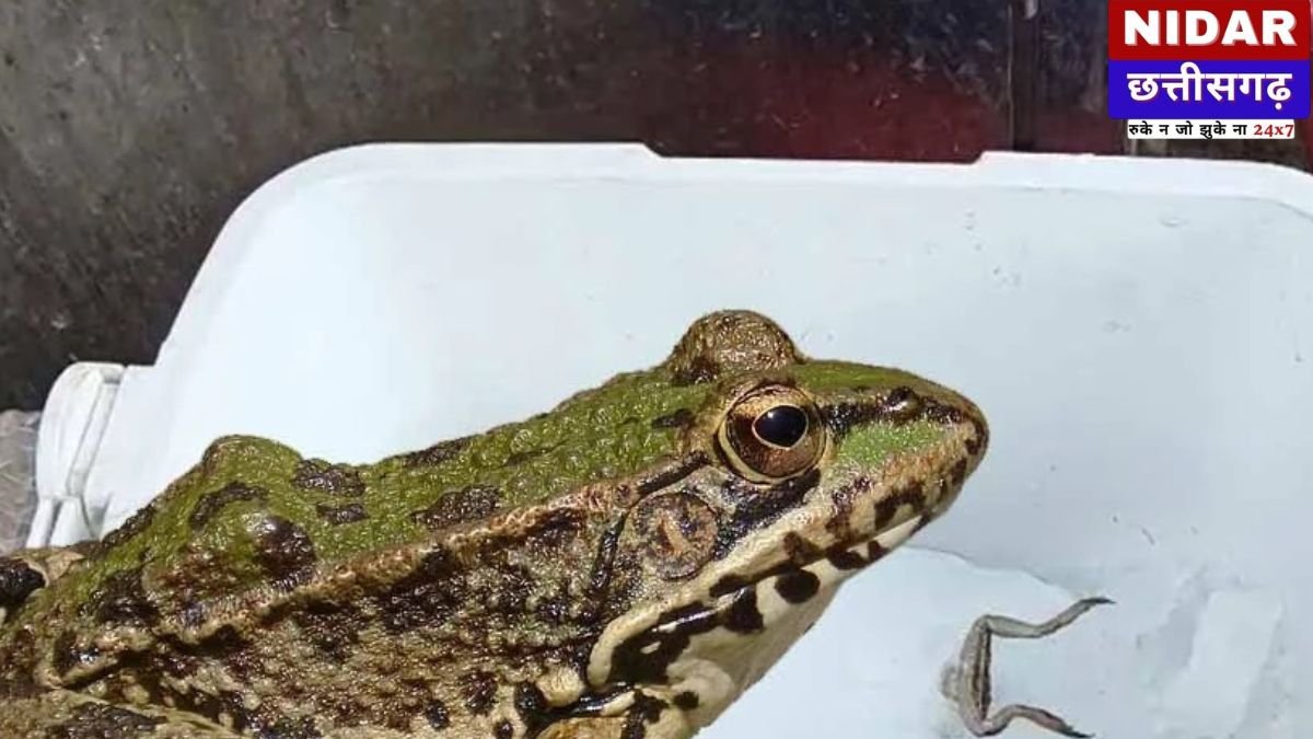 Dead frog in juice ice: Korba की जूस दुकान पर मचा हड़कंप, बर्फ के अंदर से निकला 'मरा हुआ मेंढक', क्या आप भी बाहर का जूस पीते हैं?