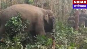 Raigarh Elephant Terror: 123 हाथियों की मौजूदगी से गांवों में Panic, वन विभाग ने जारी किया High Alert!