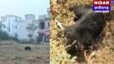 धमतरी: राज्यपाल के दौरे से पहले शहर में घुसा भालू, कलेक्टोरेट के पास मची अफरा-तफरी