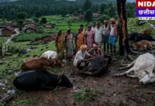 Chhattisgarh Lightning Strike: गौरेला-पेंड्रा-मरवाही में 11 मवेशियों की मौत, किसान को भारी नुकसान