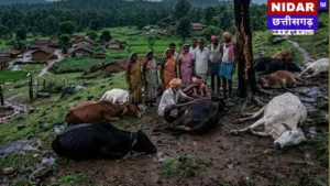 Chhattisgarh Lightning Strike: गौरेला-पेंड्रा-मरवाही में 11 मवेशियों की मौत, किसान को भारी नुकसान