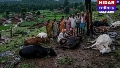 Chhattisgarh Lightning Strike: गौरेला-पेंड्रा-मरवाही में 11 मवेशियों की मौत, किसान को भारी नुकसान