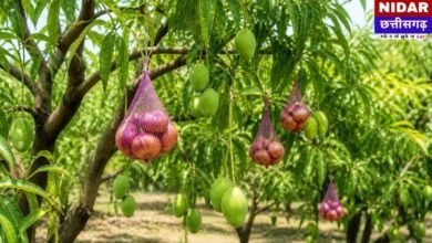 Mango Farming Hacks: आम के पेड़ों पर प्याज! MP Farmers’ Desi Jugaad to Save Crops from Heatwave 🥭🧅