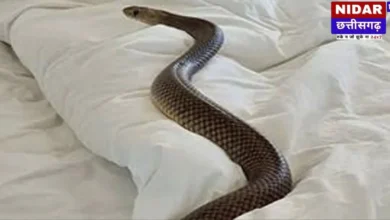 सोते समय करैंत सांप ने डसा, 22 साल की महिला की मौत