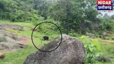 कांकेर में भालू के हमले से दहशत, दो ग्रामीणों की मौत, शव को नोचता रहा जानवर