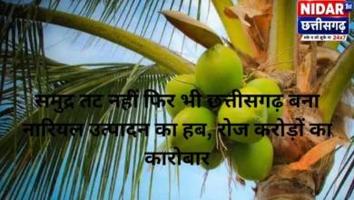 समुद्र तट नहीं फिर भी छत्तीसगढ़ बना नारियल उत्पादन का हब, रोज करोड़ों का कारोबार