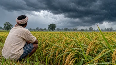 छत्तीसगढ़ में 15 अक्टूबर से बारिश के आसार, धान की फसल पर नजर