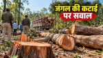 कटघोरा वनमंडल के पसान में सरई-साल के 50 से अधिक पेड़ों की कटाई का आरोप, वन और राजस्व विभाग की भूमिका पर सवाल