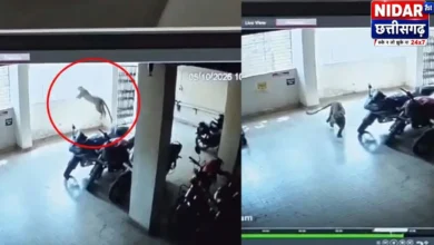 कवर्धा में स्नेहा हॉस्पिटल के पास तेंदुआ, वन विभाग का रेस्क्यू जारी