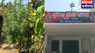 खुखरी में गांजे की अवैध खेती का भंडाफोड़, 112 पौधे जब्त