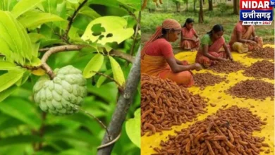 छत्तीसगढ़ GI टैग: बस्तर की हल्दी, तिखूर और इमली की पहचान क्यों अटकी?