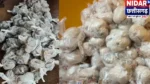 नगर निगम में बाढ़ राहत का राशन सड़ा, महापौर बोले होगी कार्रवाई