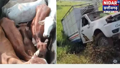 धमतरी के मगरलोड में दो पिकअप से 12 मवेशी बरामद, तस्कर फरार