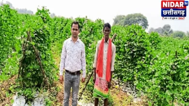 बलौदाबाजार के ढाबाडीह में बीज उत्पादन से किसानों की कमाई 75% बढ़ी