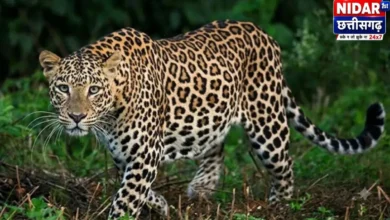 बस्तर बुडरा में तेंदुए का हमला, एक परिवार के 5 लोग घायल
