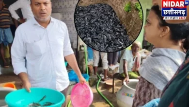 बिलासपुर में थाई मांगुर मछली पर कार्रवाई, रेलवे पार्सल की होगी जांच