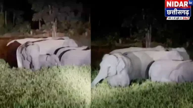 सरगुजा के उदयपुर में 26 हाथियों का दल, धान की फसल को नुकसान