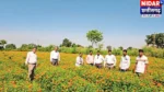 सिमगा में 30 एकड़ में गेंदे की खेती, 120 रुपए किलो बिक रहे फूल